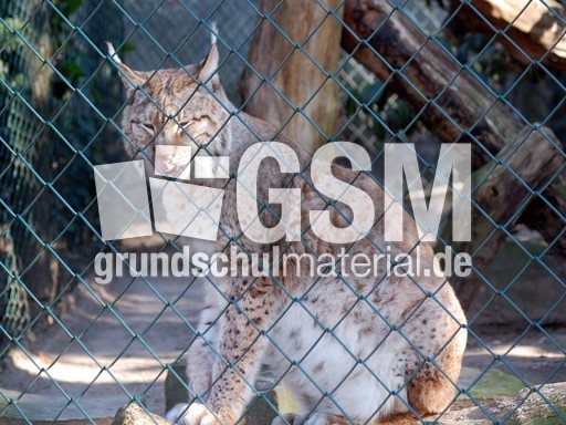 Sibirischer Luchs_1.JPG